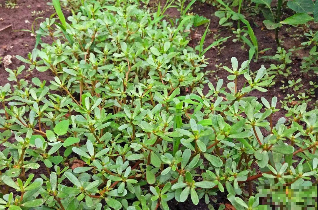 8种草是下火草药，农村最多，城市少见