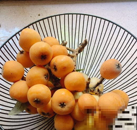 黄色小果太美味，奈何贵，阳台种一棵，果实挂满枝！