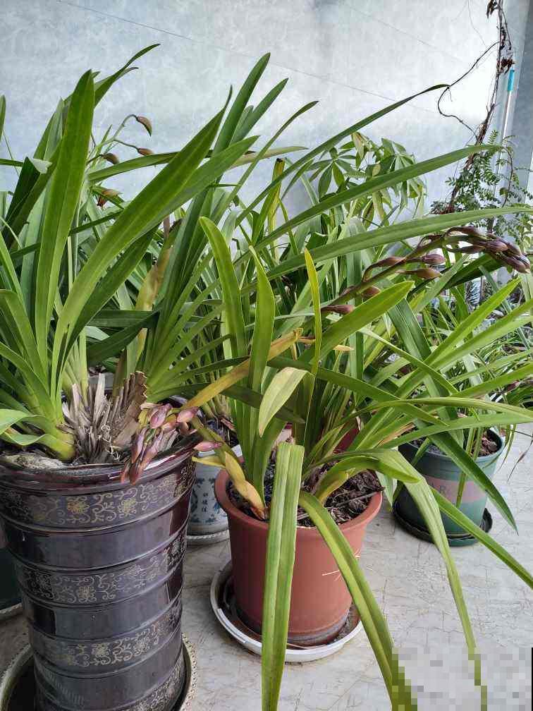 3种花长得像蔬菜，养家里千万不能被误食，容易中毒