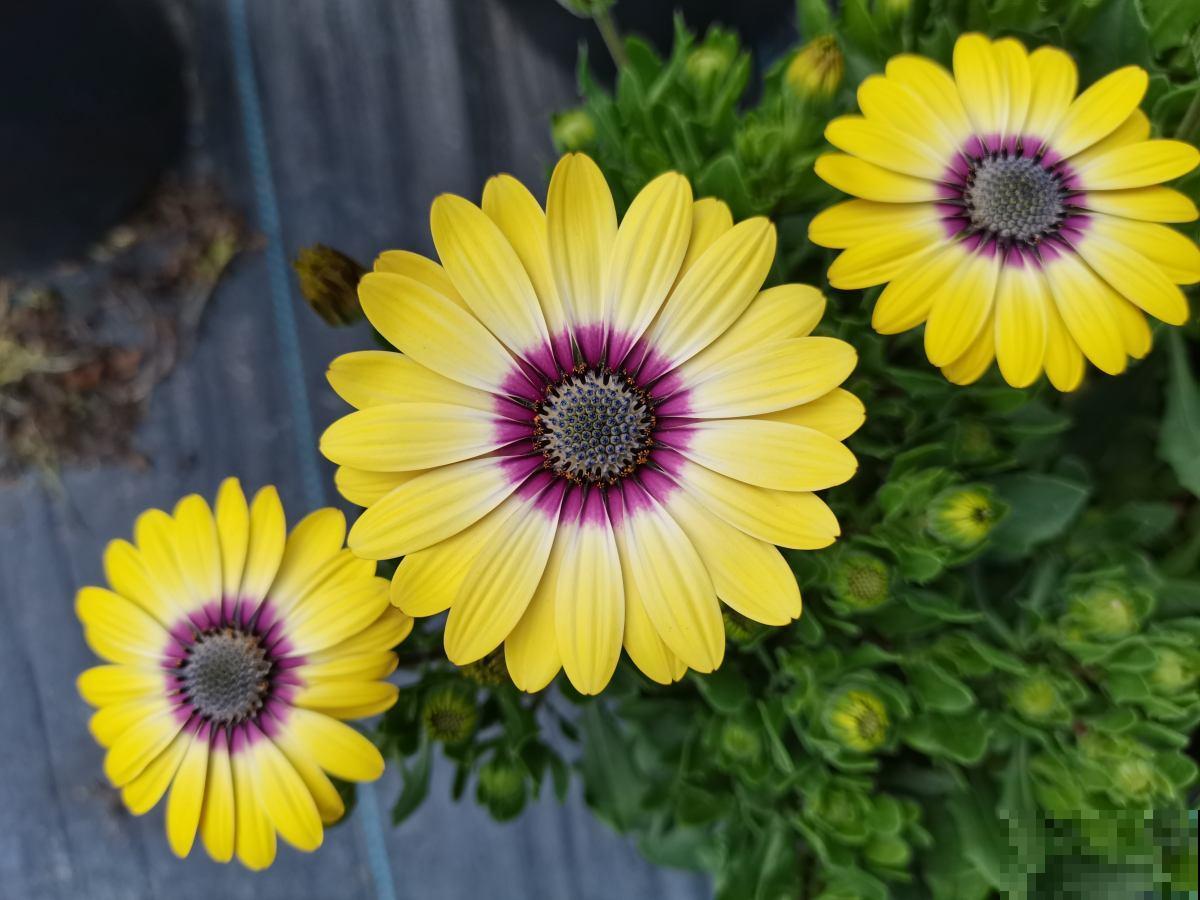 3个养花坏习惯，要赶紧改掉，不然花养得再多也养不好