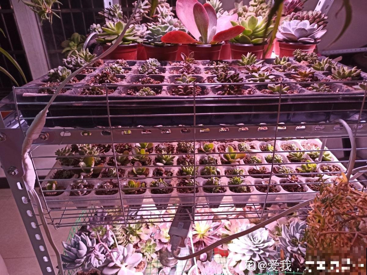 她养了上千棵多肉，排列得整整齐齐，妥妥的强迫症福音！