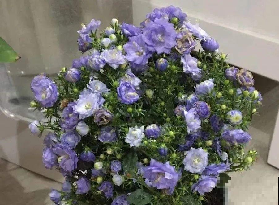 16种高颜值花，冬天耐寒不娇气，新手也能养爆盆