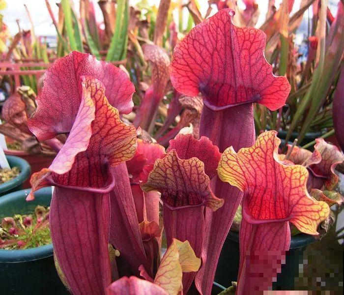 有一种花耐阴又好养,还能吃虫子,太实用了! 有一种花耐阴又好养,还能吃虫子,太实用了!