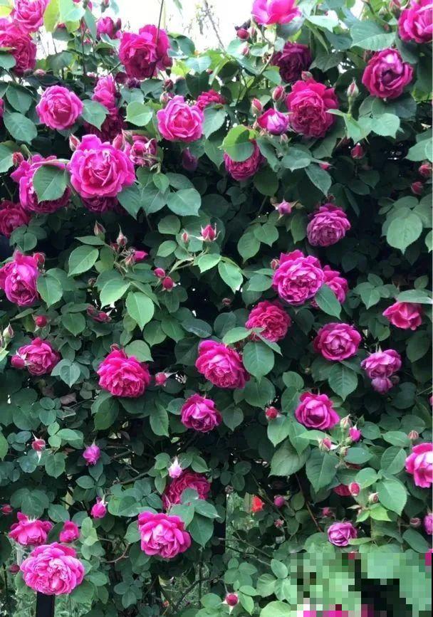 7种花，现在绝对不能剪，剪了一年不开花！