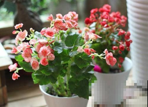 北阳台光照差，就养这5种植物，颜值超高还耐阴！