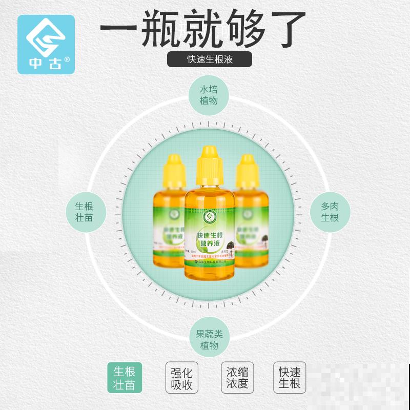 扦插有绝招！一学就会，家里再也不用买花了！