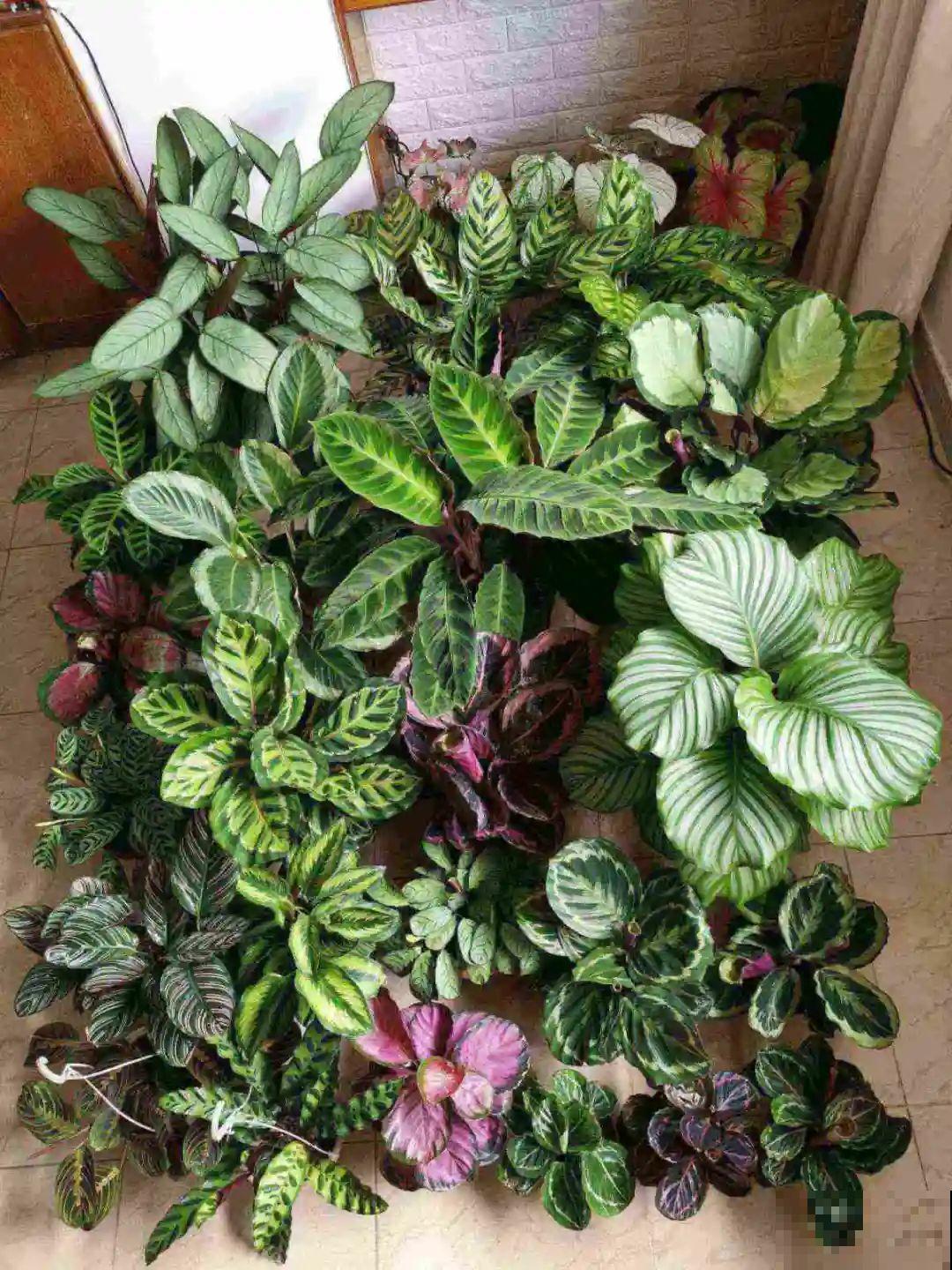 5度以下,常见的21种花必须断水,不然都烂根了 5度以下,常见的21种花必须断水,不然都烂根了