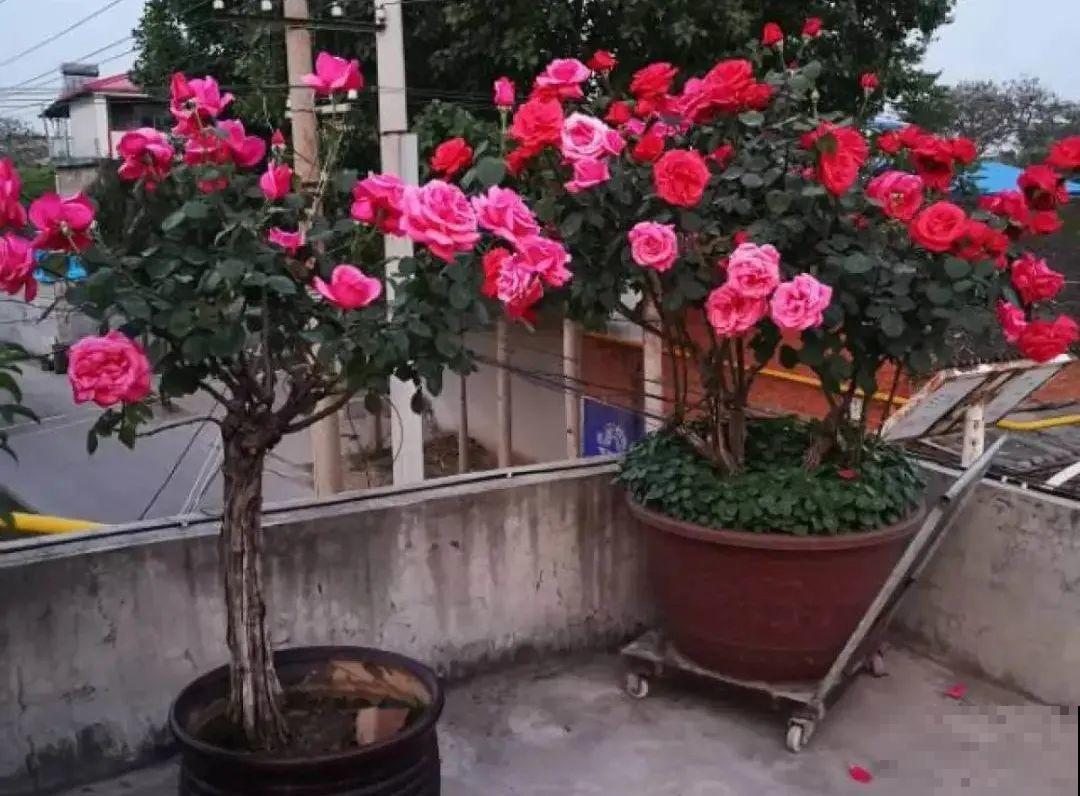 5种花养在小花盆里，只要养两年，就能变成老桩