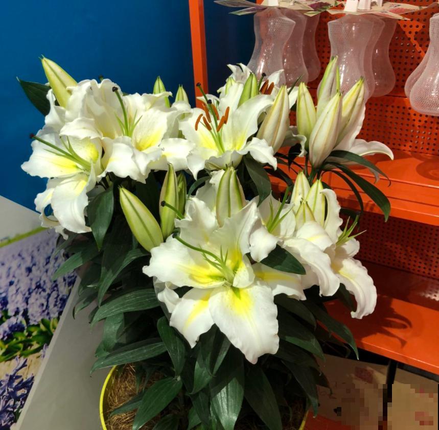 “百合”和“百合”不能混，搞错就麻烦了，品种要分清！