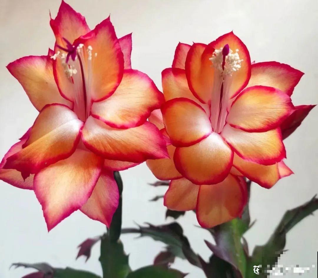 16种高颜值花，冬天耐寒不娇气，新手也能养爆盆