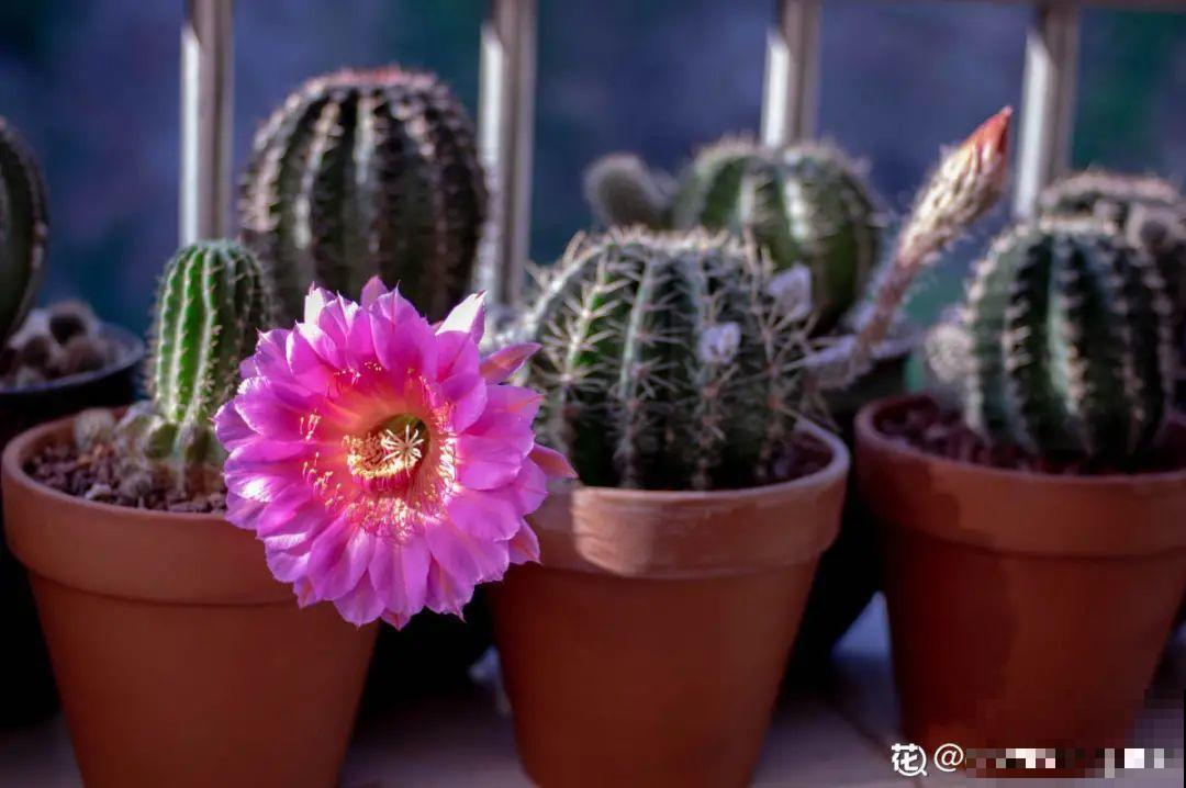 多肉一开花,颜值瞬间高八度,太美了! 多肉一开花,颜值瞬间高八度,太美了!