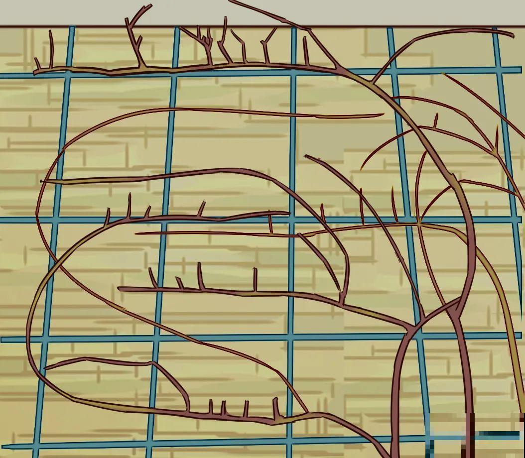 7种花，现在绝对不能剪，剪了一年不开花！