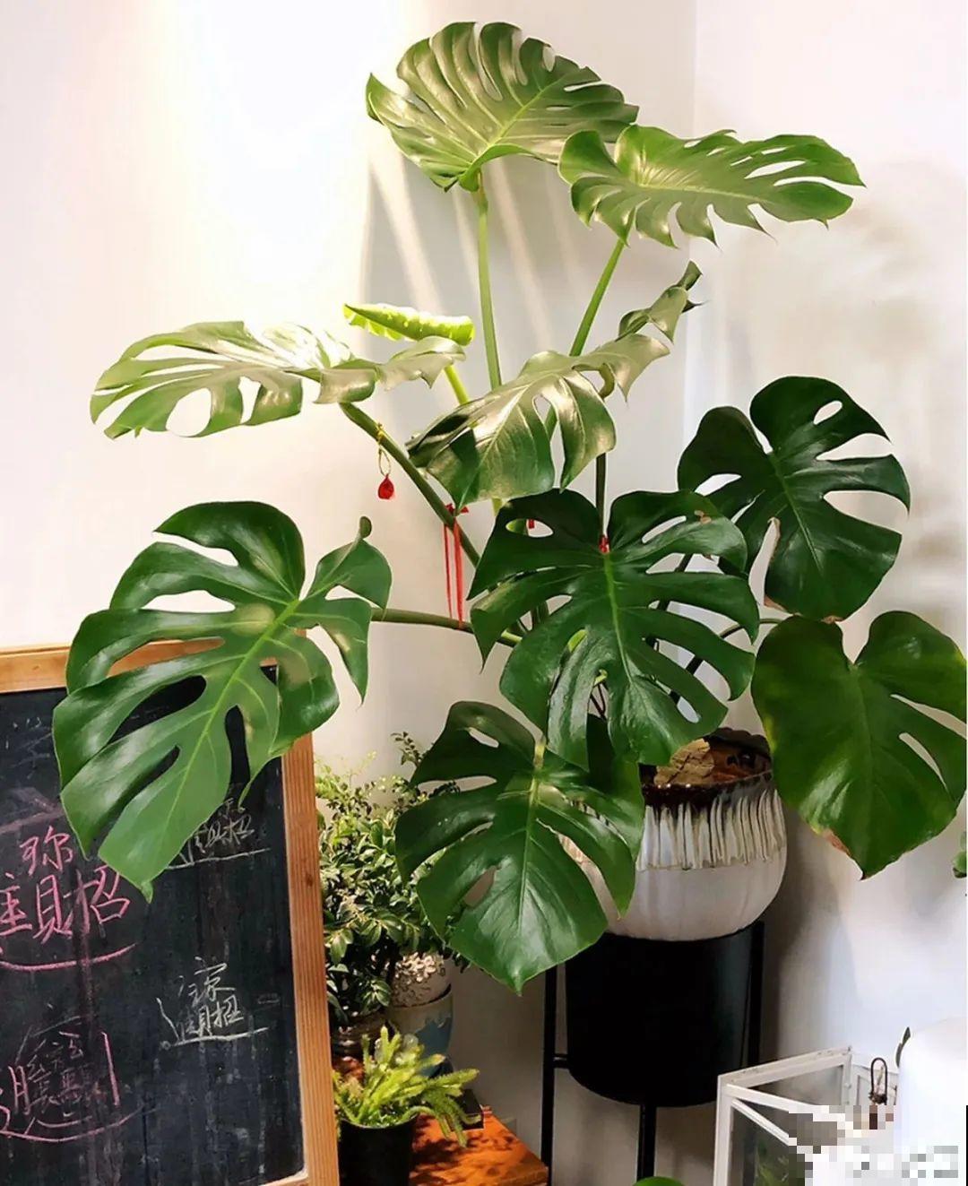 24种花,净化空气最厉害,绿萝竟然倒数! 24种花,净化空气最厉害,绿萝竟然倒数!