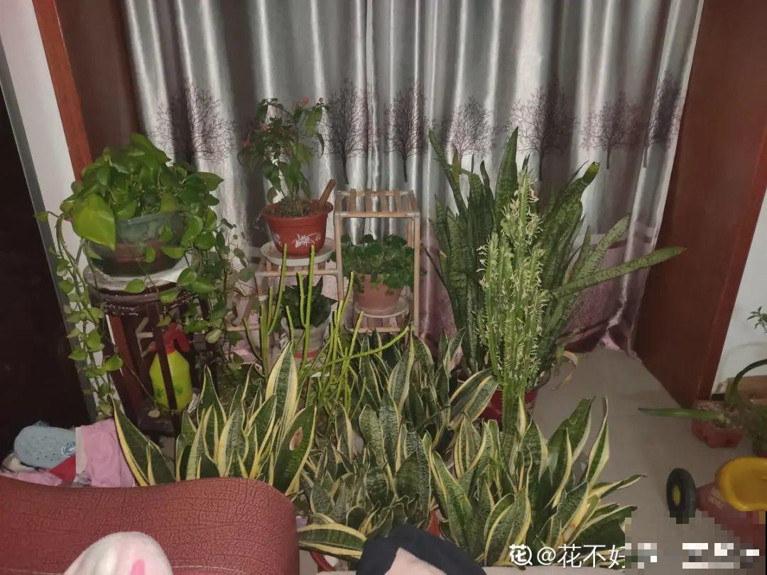 腊月养花禁忌，一定要保暖，不然花很快就死