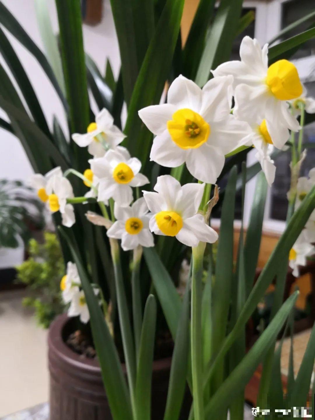 花长得像蔬菜，那也不能吃，有毒的！