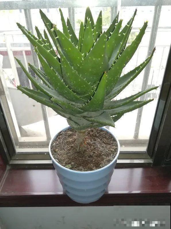 超级耐旱花，整个冬天不浇水，还能胖一圈！