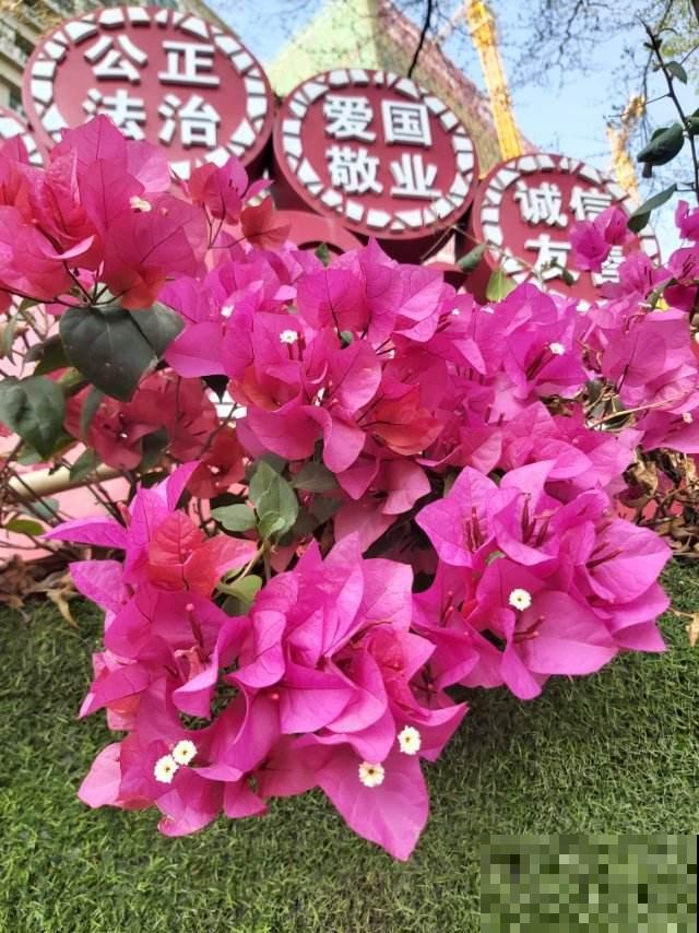 初春三角梅养护,要格外注意4要点,才能开花爆盆 初春三角梅养护,要格外注意4要点,才能开花爆盆