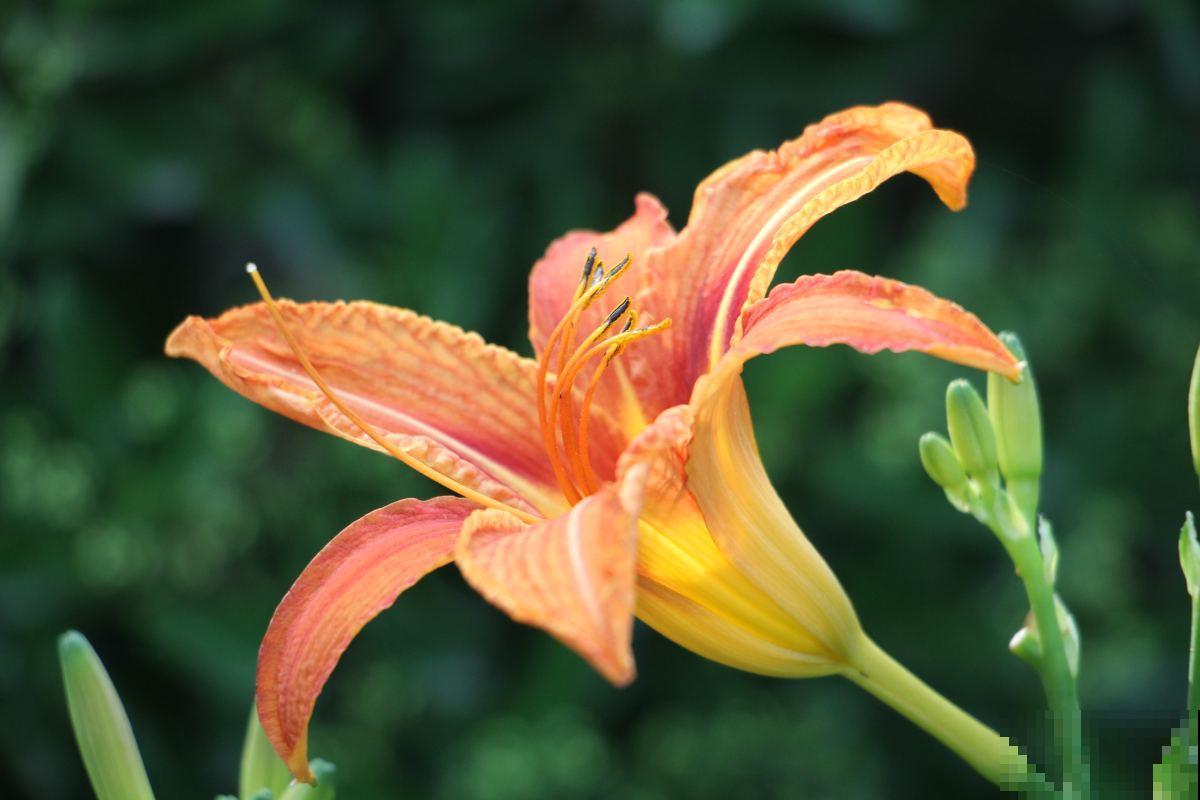 开花不断的萱草，鲜艳好看，送给妈妈特别合适！