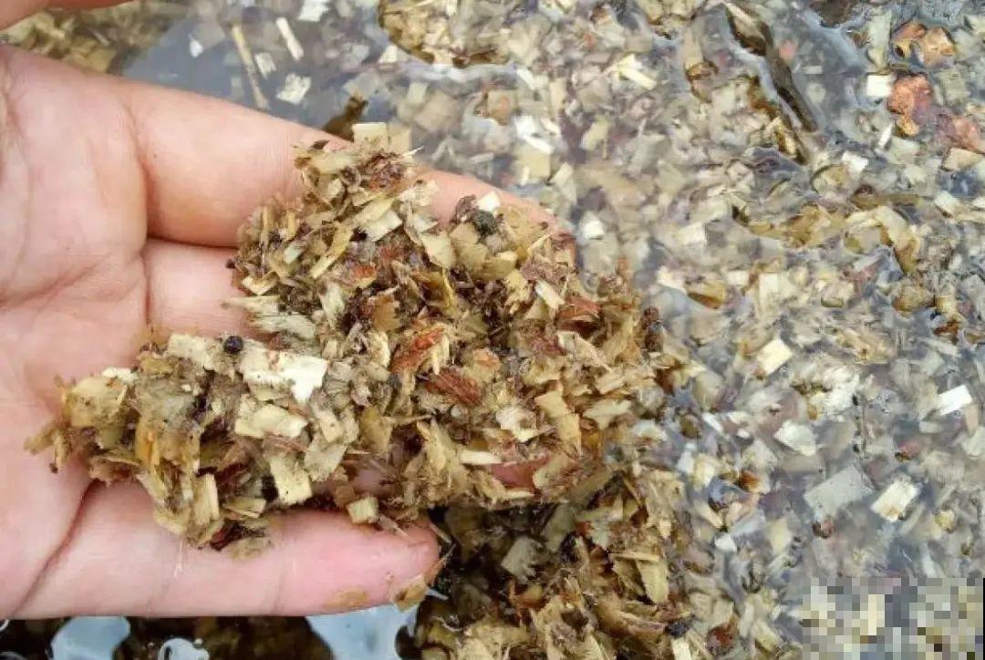 山上松果掉了一地,捡回家一袋子,拿来养花透气性超 山上松果掉了一地,捡回家一袋子,拿来养花透气性超