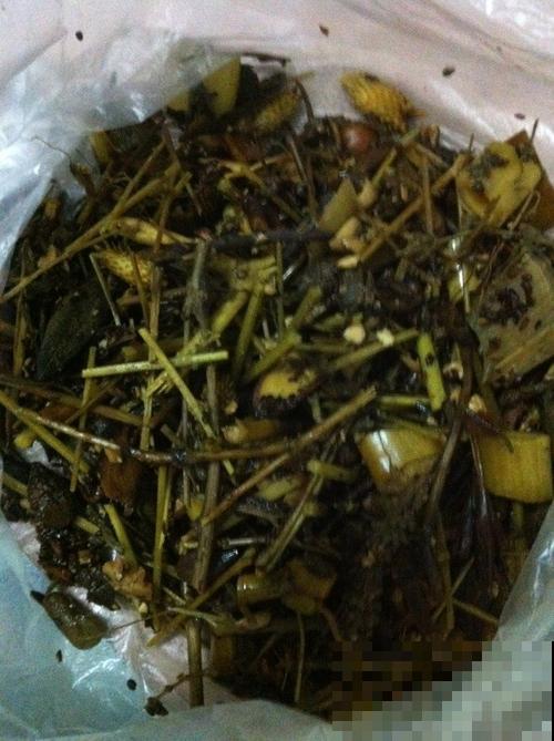 熬中药剩下的药渣，养花有奇效，倒掉太可惜了！