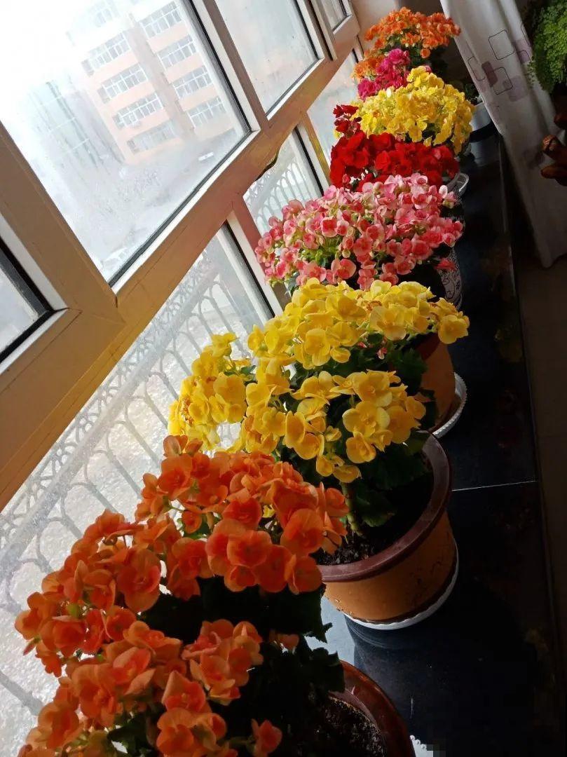 比绿萝好看的8种花，养护起来特简单，颜色还鲜艳