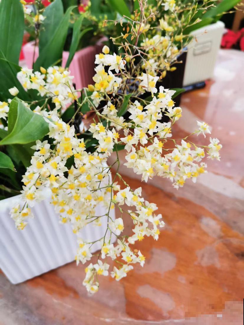 家里光照不好，就养耐阴花，没光也能开爆盆