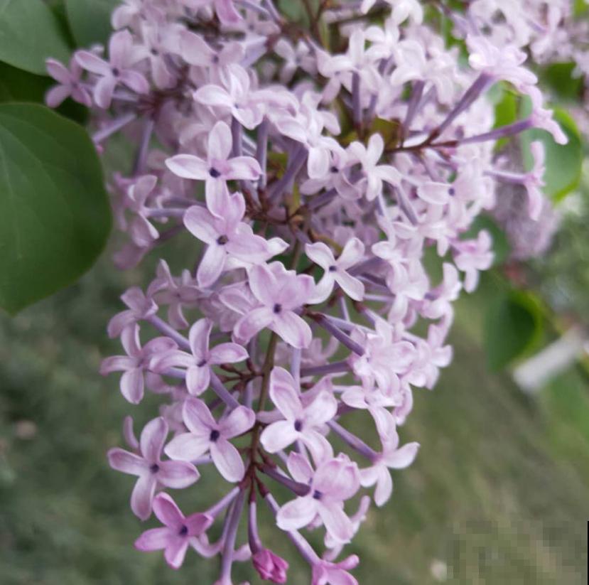 手把手教你养丁香，花开的时候美成一片，太值了！