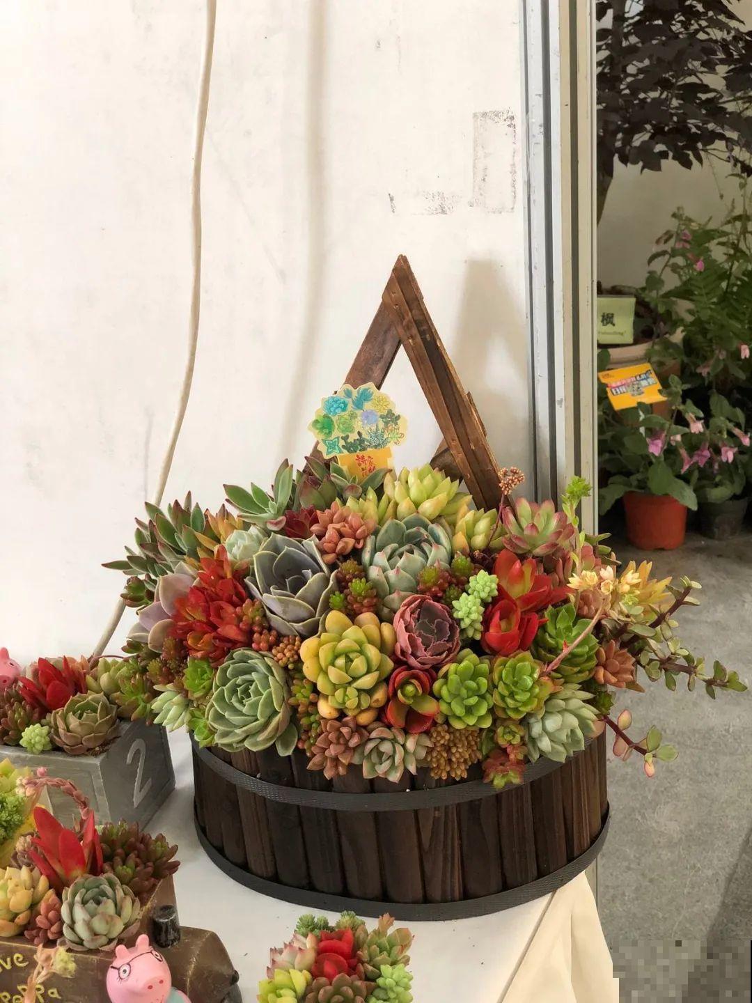 多肉塞进一个盆里，像是艺术品，颜值高了好几个档次！