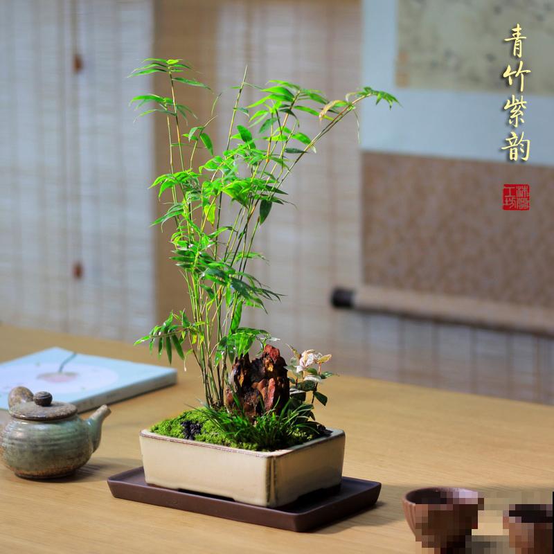 5种竹子适合养在家里，四季常青，生机感满满