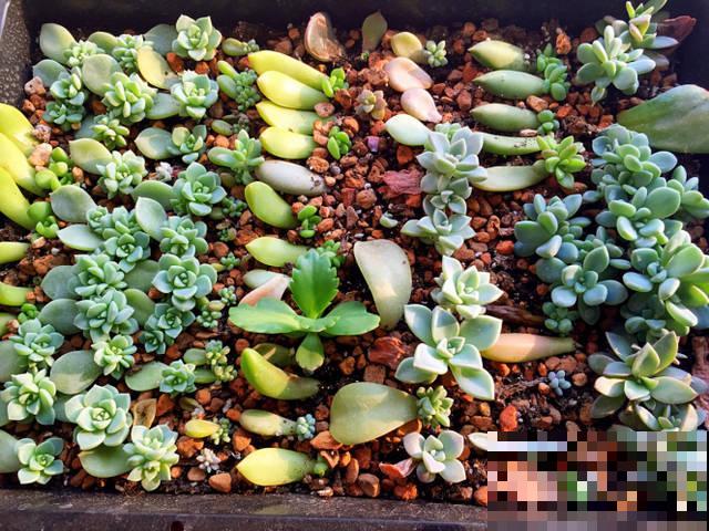 养多肉这样叶插！快速生根，轻松繁殖一大片！