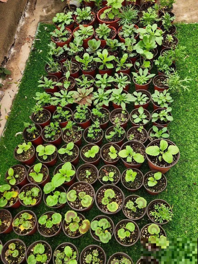 5年的花园，消失只要3天，全没了……