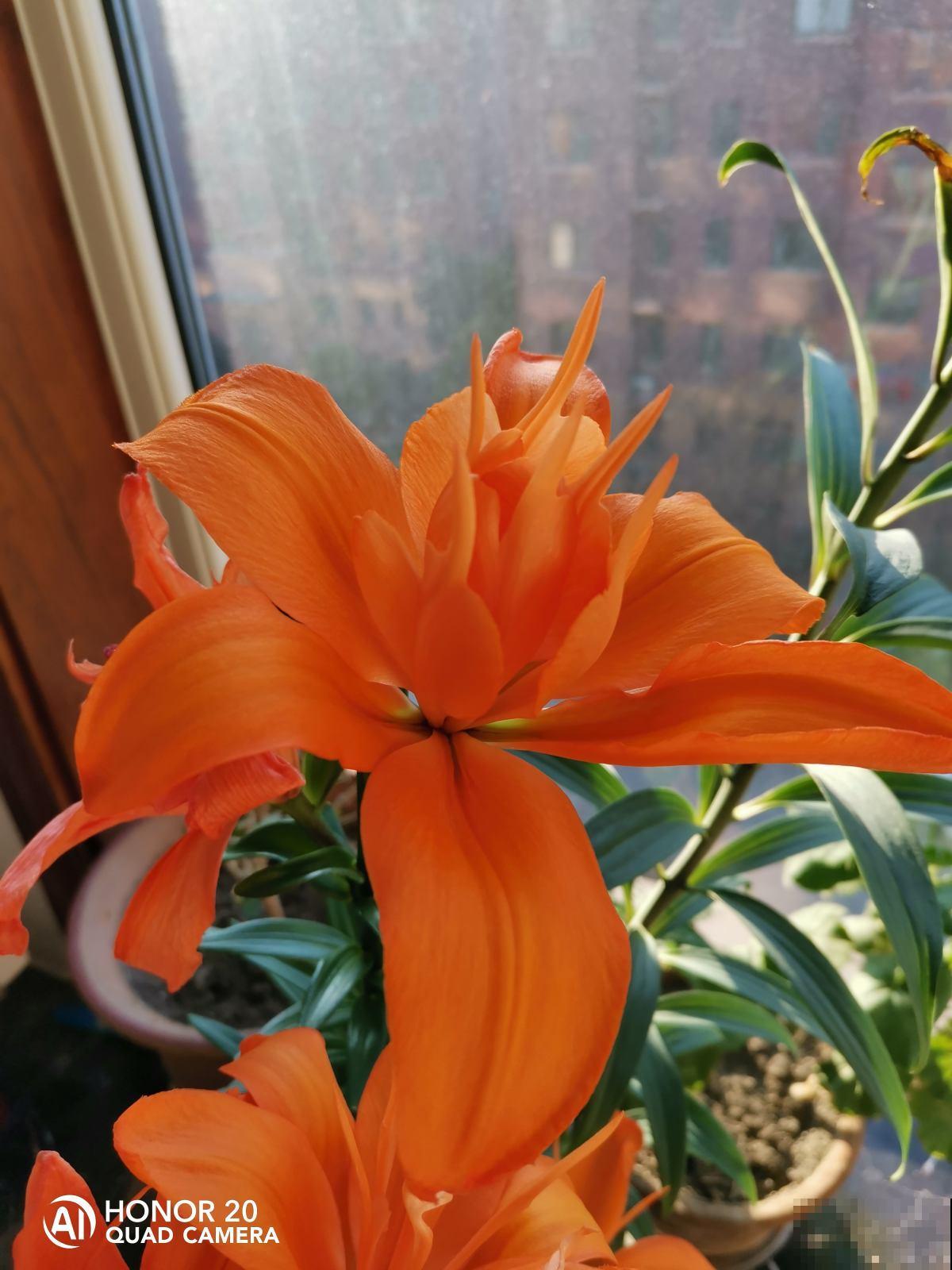 4种花让人又爱又恨，养还是不养，真是一个难题