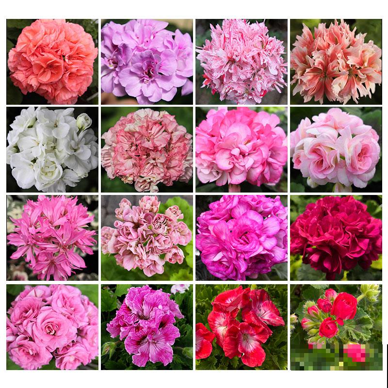 天竺葵养不活?只用1分钟,教你盆栽变“花球”! 天竺葵养不活?只用1分钟,教你盆栽变“花球”!