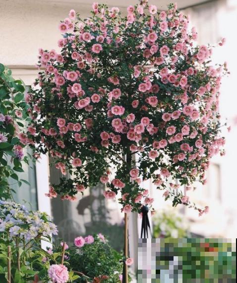 小木槿也是“开花机器”,4个细节把握好,平安过冬没压力! 小木槿也是“开花机器”,4个细节把握好,平安过冬没压力!