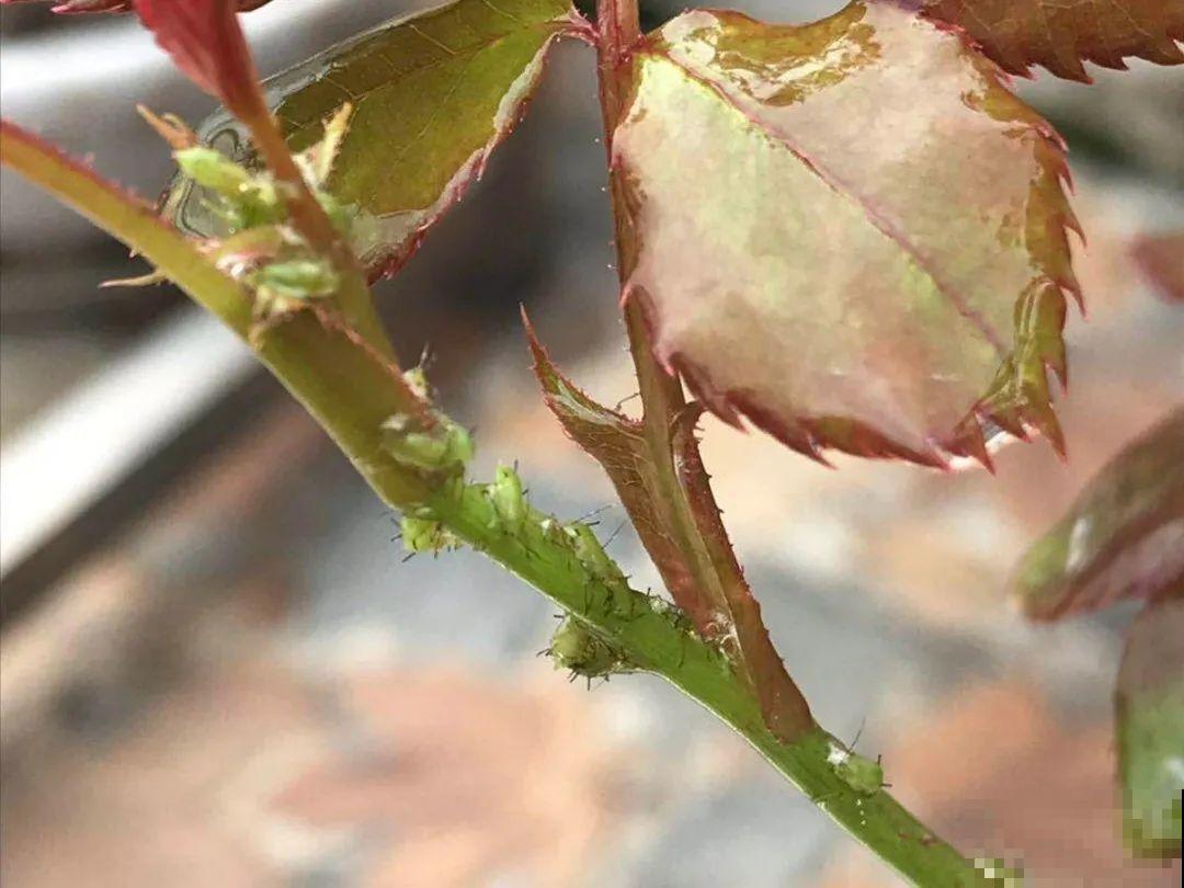 春天花要苏醒了，快施肥，新芽狂窜不断