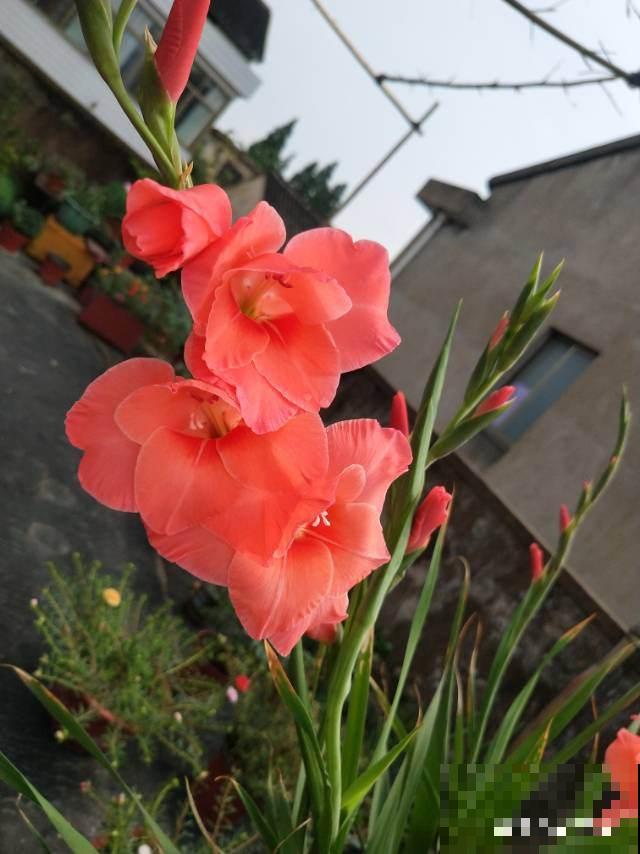 过年家里养花，就养这些“节节高”花，新的一年节节攀升