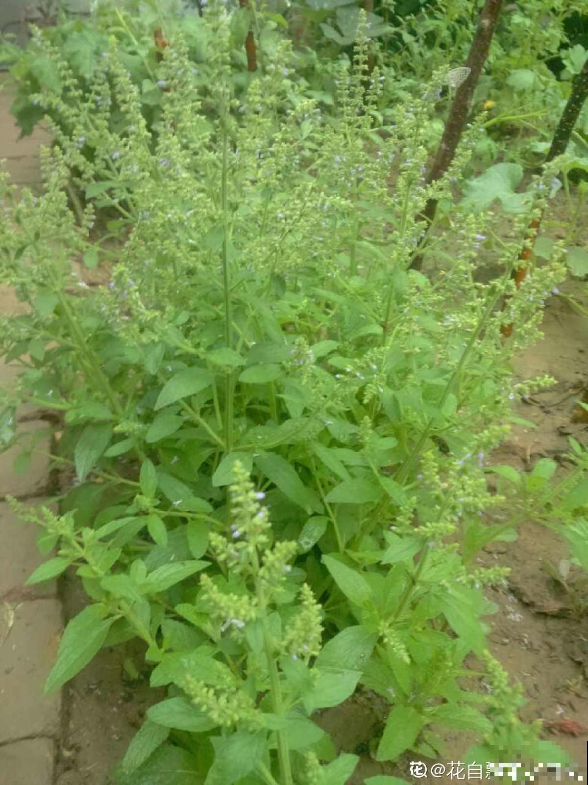 4种“去火”草，农村最多，现在越挖越少