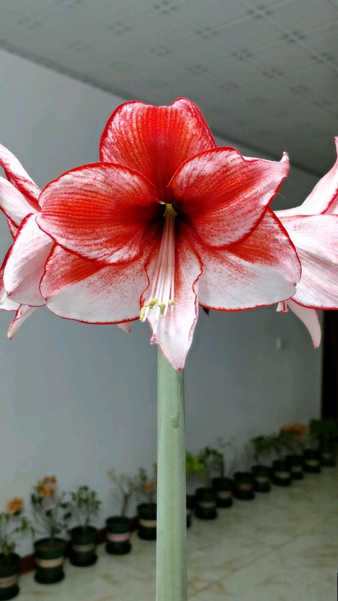 3种花不能让它们长太高，光长个子，就很难开花了