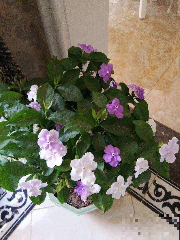 7个植物冷知识，知道的人太少，看完真长知识！