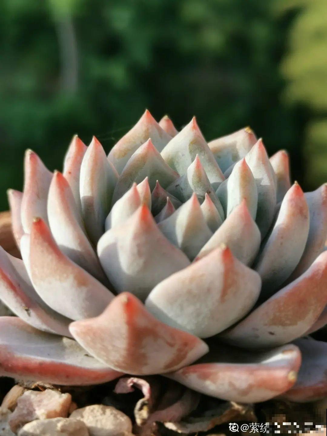 我在村里种多肉,盆盆状态美如画,城里人眼馋 我在村里种多肉,盆盆状态美如画,城里人眼馋