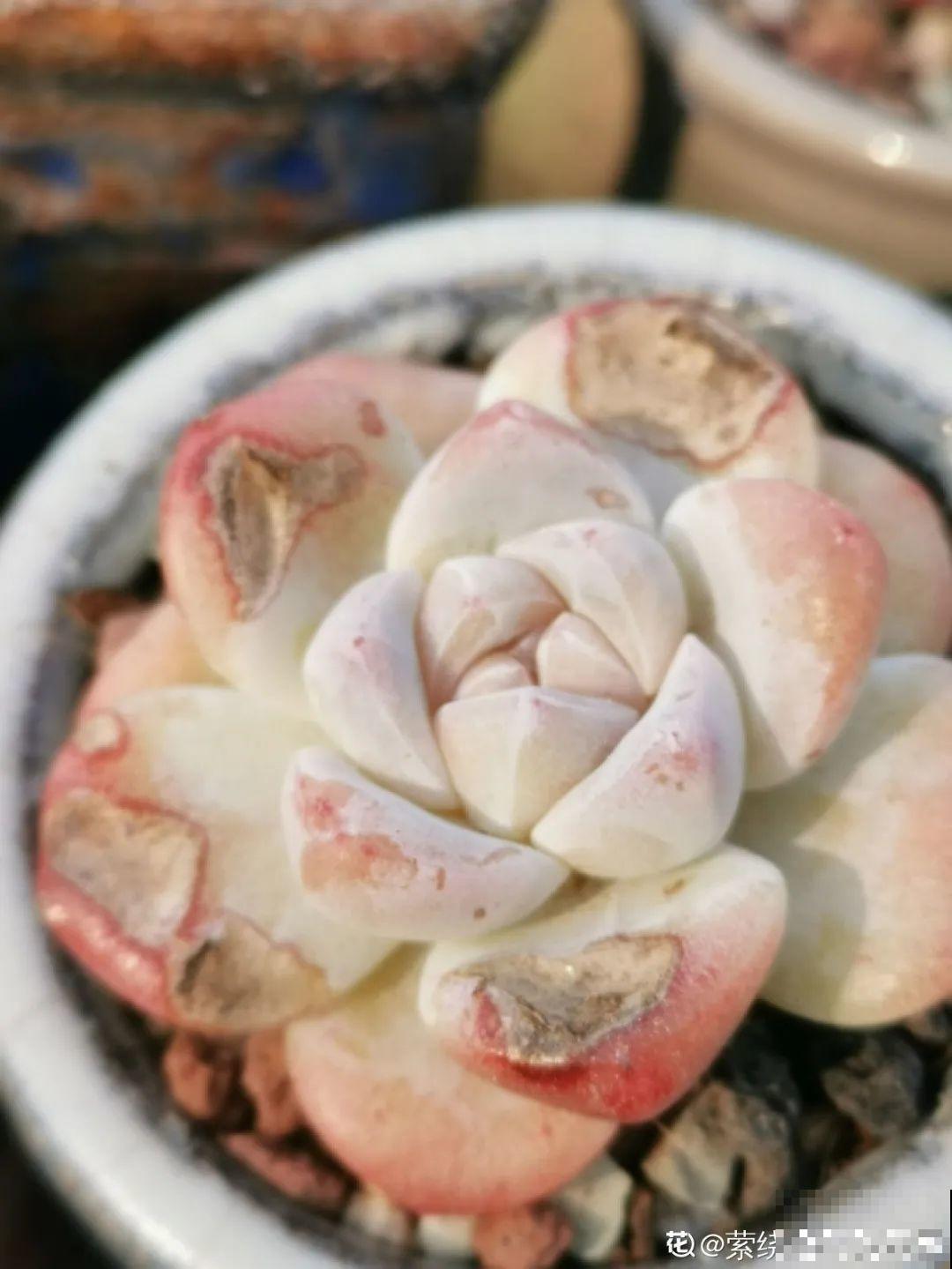 3款果冻多肉，透明软萌人人爱，好想轻轻咬一口！