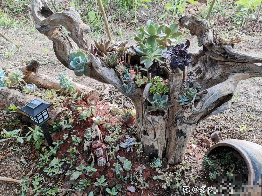 自然生长的多肉，叶子肥嘟嘟，壮得像大白菜