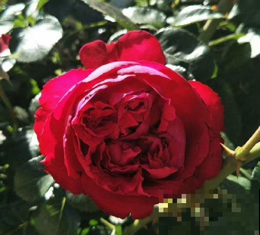 月季养护要选择合适的盆，不能盲目跟风，不然很难爆盆