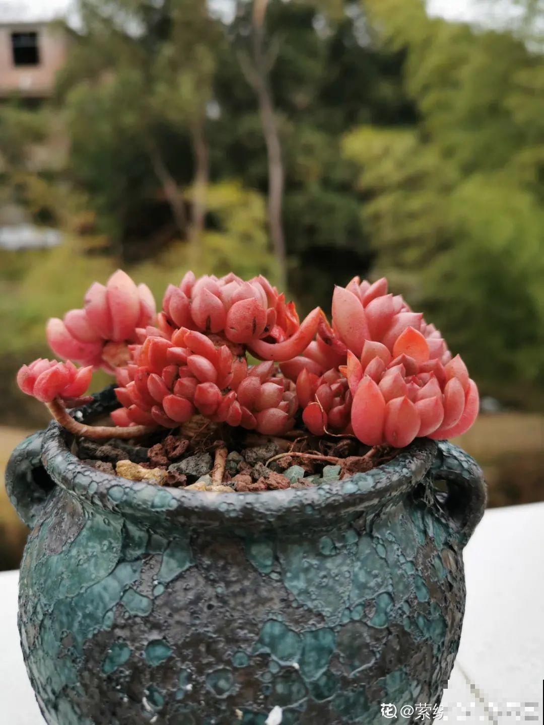 我在村里种多肉,盆盆状态美如画,城里人眼馋 我在村里种多肉,盆盆状态美如画,城里人眼馋