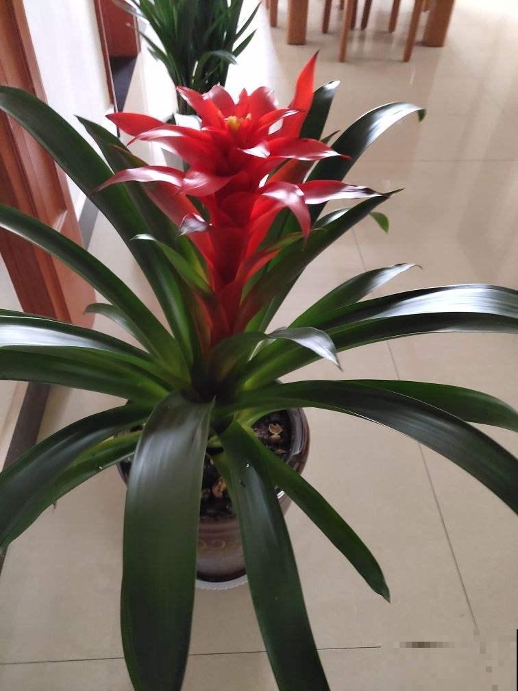 花市因疫情关门，大量花卉滞销，花卉寒冬已到来