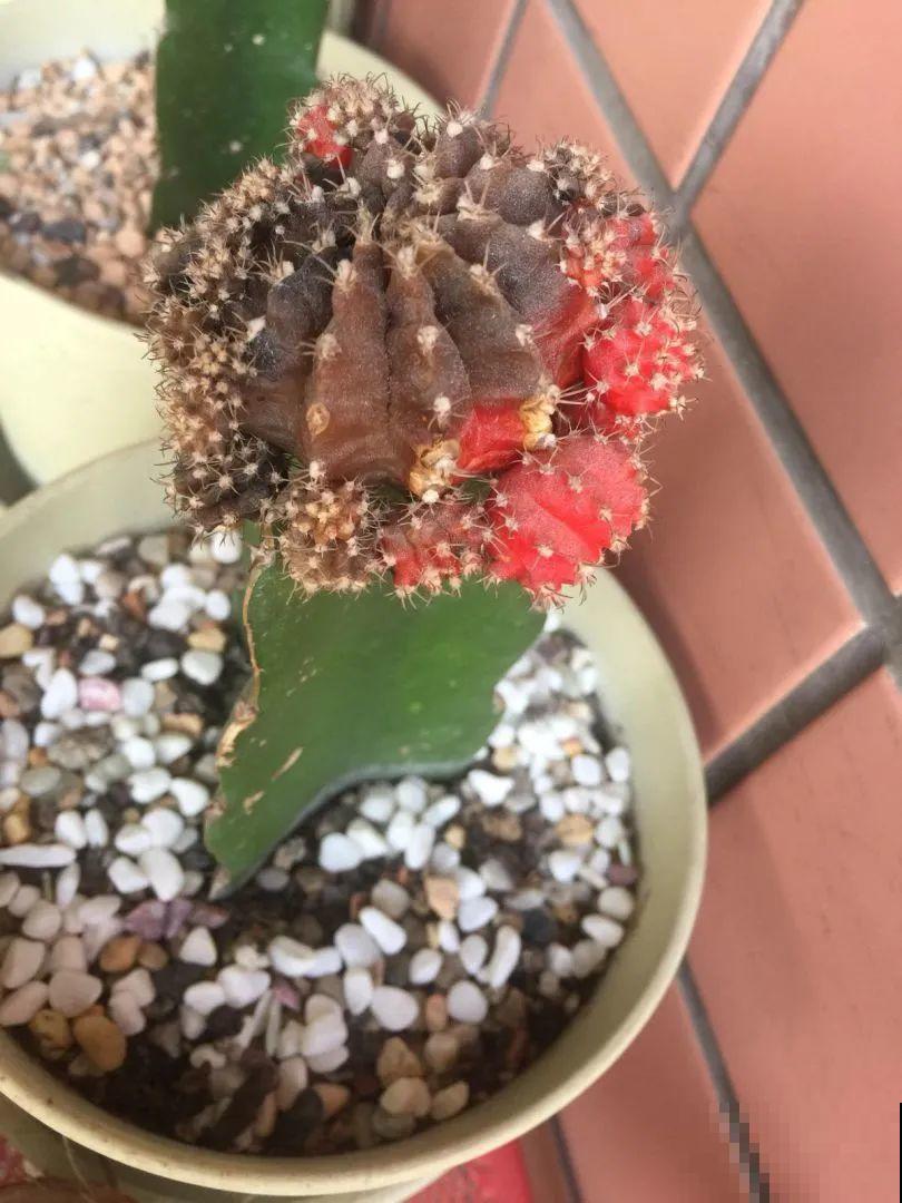 染色大葱？卫生纸一擦就掉色，真细思极恐