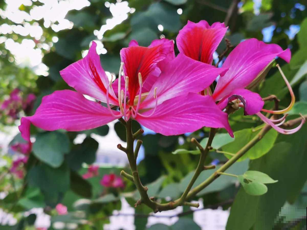 7个植物冷知识，知道的人太少，看完真长知识！