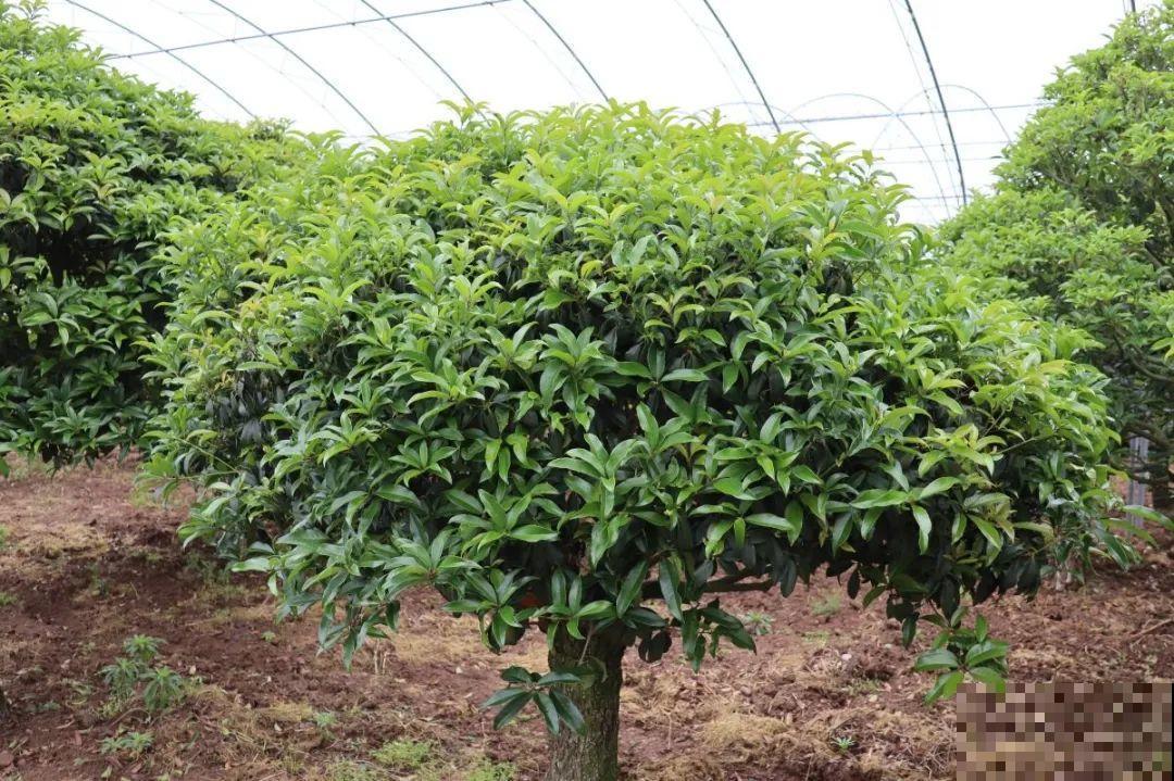 过年养盆桂花，做好这3点，花朵也味香！