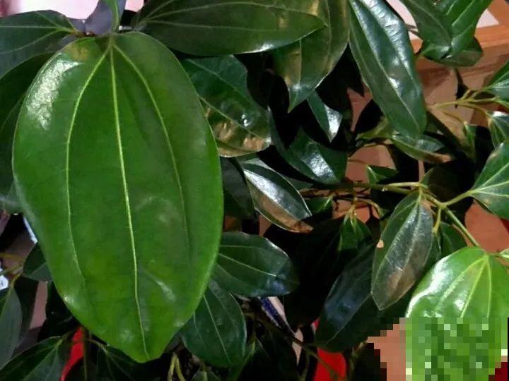 自制“增亮剂”，给花叶子擦一擦，亮的照人影