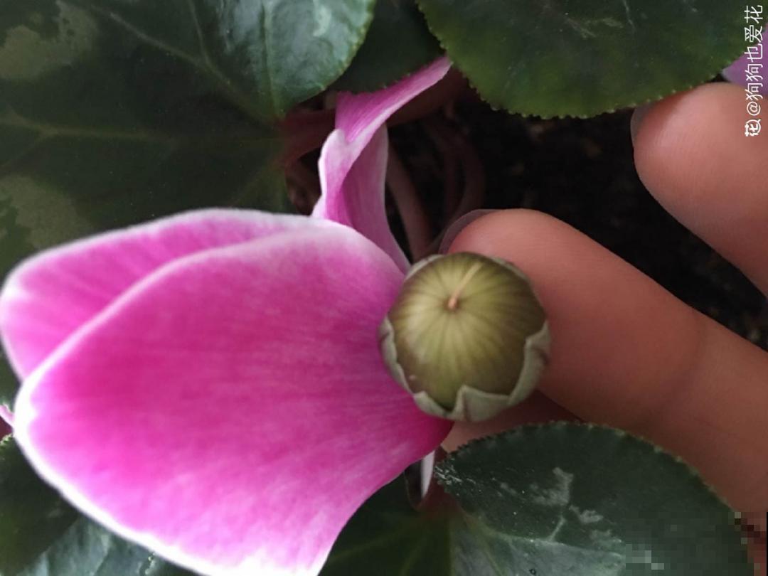 “过年花”开完，还能分10盆，每年都开花